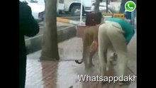 هل يمكن للاسد ان يكون حيوانا اليفا