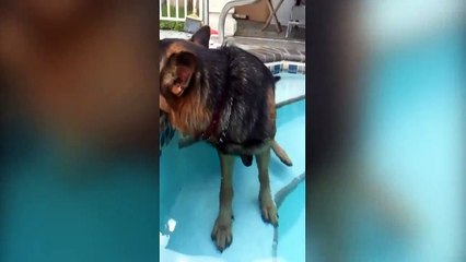 Ce chien exténué n'a pas la force de sortir de la piscine