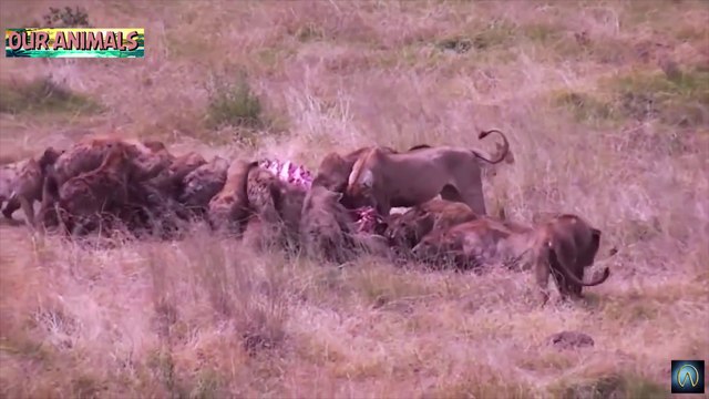 Wild Animal fights - Lion vs Hyenas vs Jackals!
