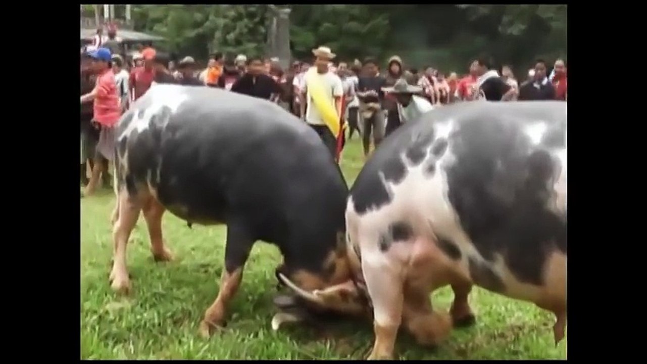 AMAZING Buffalo Fights Part 2 - Real Animal Fighting in Toraja, Indonesia