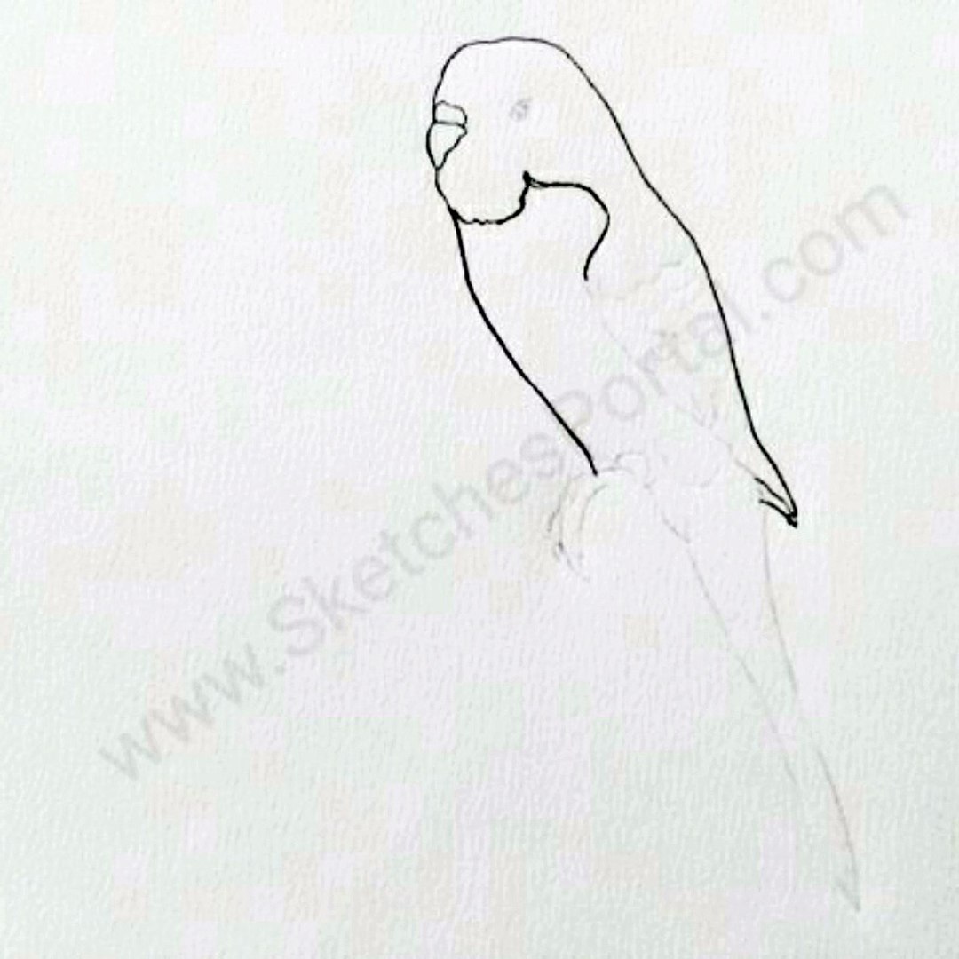 Featured image of post How To Draw A Budgie Step By Step 2 pencil and some blank printer paper will do just fine