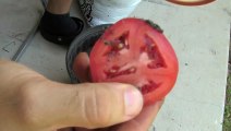 Il coupe une tomate en rondelles et il les enfonce dans la terre. Voila ce qui se passe aprè 10 jours !