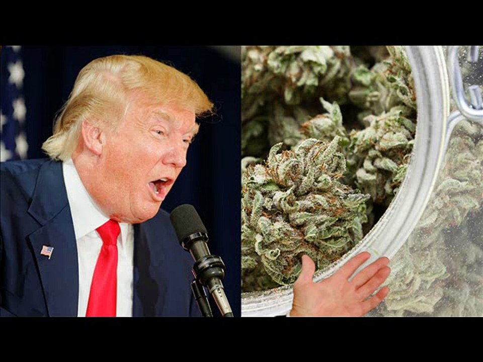 LEGAL ACCESS TO CANNABIS IN ALL 50 STATES?