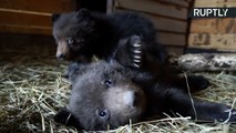 Four Orphaned Bear Cubs Rescued by Farmer