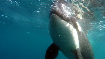 ORCAS BARBATE 13-04-2017