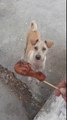 Mama Dog Begs, Brings Food Back to Puppies..