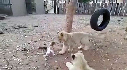 Awesome VIDEO - Don't Forget To Watch