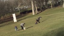 Golden Eagle Snatches Kid