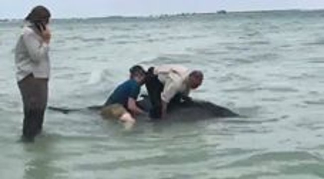 A Whale Beached Itself on Sanibel Island