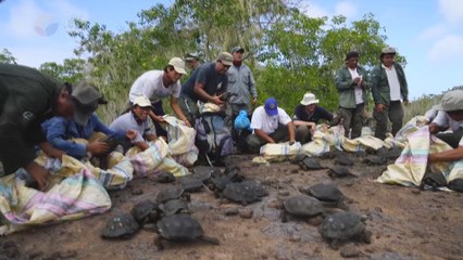 El viaje a la libertad de 190 tortugas gigantes criadas en cautiverio