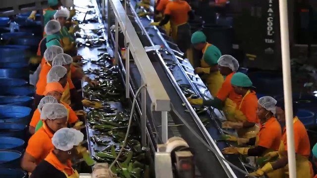 aloe vera nedir Aloe Vera yetiştiriciligi faydaları