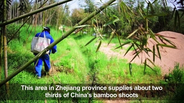 Busy harvest time in China's bamboo forests