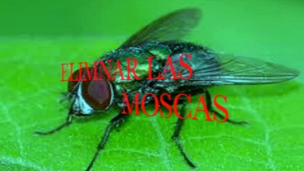 Elimina las moscas de tu hogar para siempre, mezclando estos ingredientes…