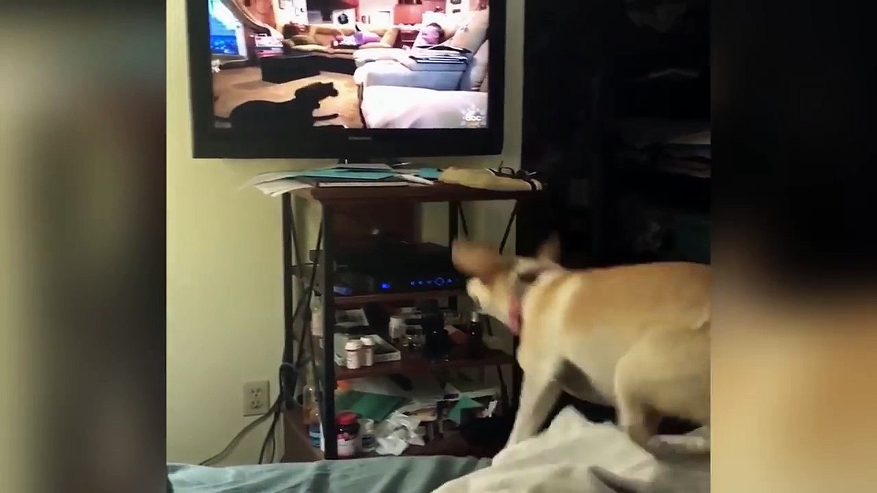 Un chien veut absolument jouer avec ses copains qui passent à la télé !