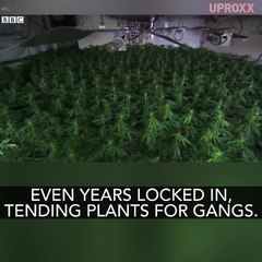 Weed Slavery Is A Thing In The UK