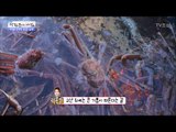 박달대게와의 한판 승부! 그 결말은? [광화문의 아침] 418회 20170209