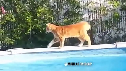 Funny cat scared with water compilation - Mkls