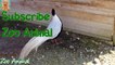 TURY in farm animals - Farm animal video for kids - Animais TV