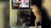 un chien veut jouer avec d'autres chiens à la TV
