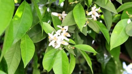 Çukurova'nın Ilkbahar Kokusu: "Portakal Çiçeği"