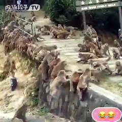 Pertempuran Pasukan Monyet melawan kerajaan Monyet
