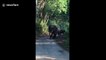 Protective mother elephant charges car in Jim Corbett National Park
