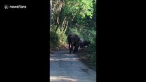 Protective mother elephant charges car in Jim Corbett National Park