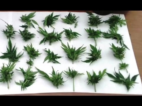 Reggio Calabria - Coltiva marijuana in casa, arrestato 27enne (21.04.17)