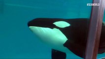 Nació Takara, la última ballena en cautiverio de SeaWorld