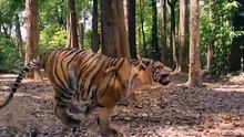 Small Boy Kill a Tiger