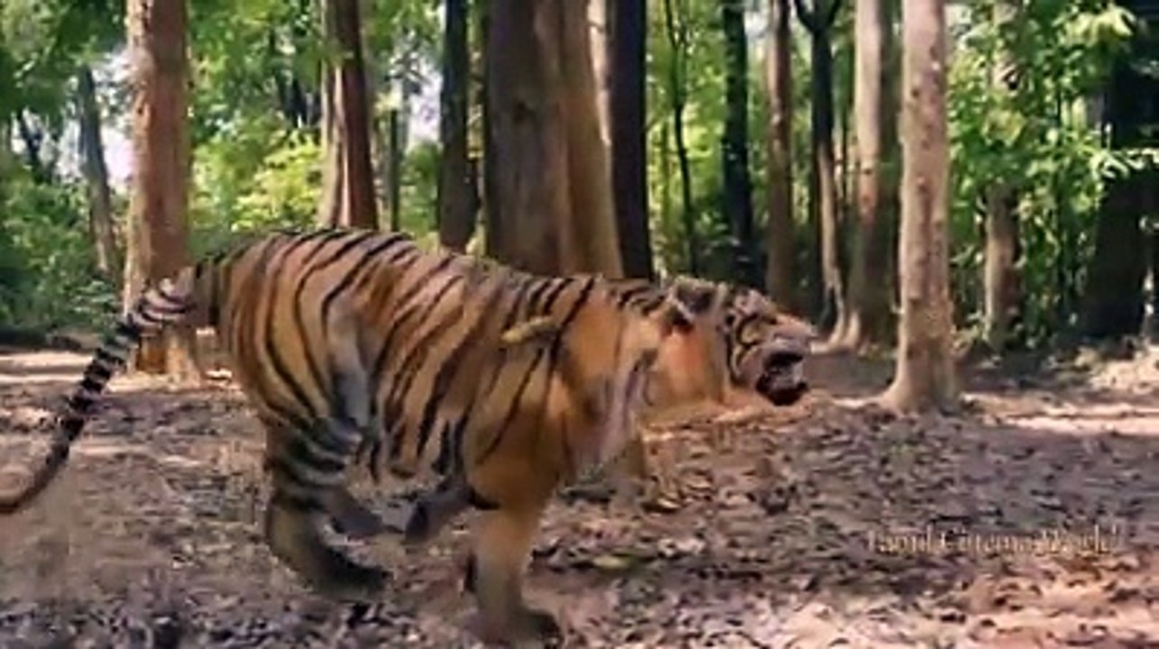Small Boy Kill a Tiger