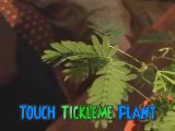 Grow the TickleMe Plant that closes its leaves and lowers its branches whe