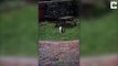 Confused cat tries to CATCH the rain when she sees it fall for the first time