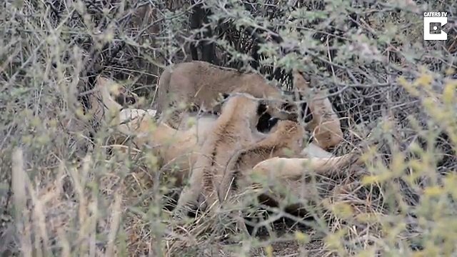 Lioness becomes mom to orphaned cubs after her sister died unexpectedly of a virus