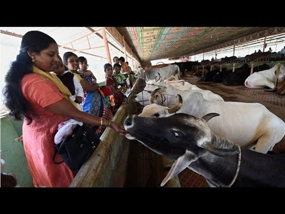 Beef smugglers forced to eat cow dung | Oneindia News