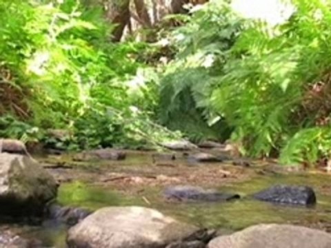 Video Blog # 85: Garrapata State ParkGarrap