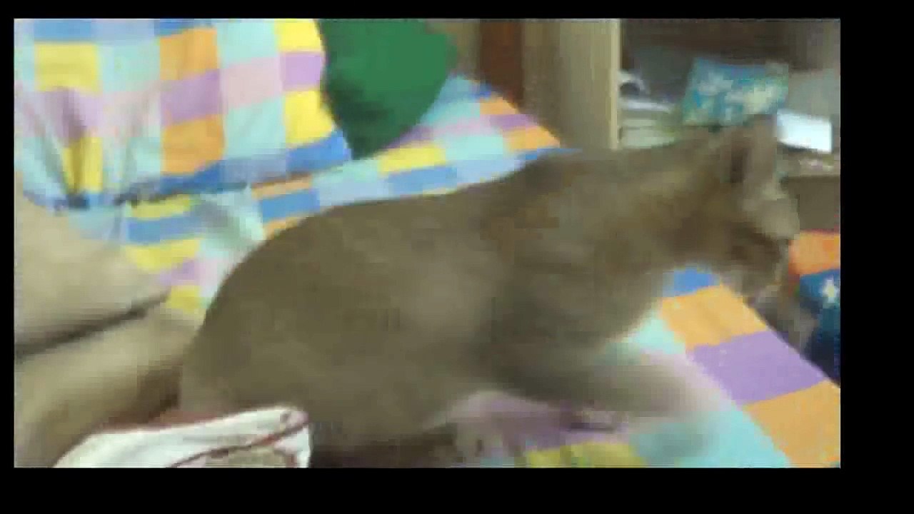 Funny Cats Video - Funny Cat Videos Ever- Funny Videos 2017- Funny Animals Funny Animal Videos(3)