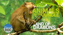 Animals of the Jungle. Land of Dragons   Nature - Planet Doc Full Documentaries