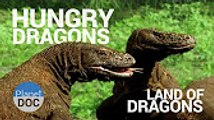 Hungry Dragons. Land of Dragons   Nature - Planet Doc Full Documentaries