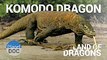 Komodo Dragon. Land of Dragons   Nature - Planet Doc Full Documentaries