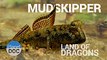 Mudskipper. Land of Dragons   Nature - Planet Doc Full Documentaries