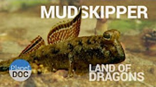 Mudskipper. Land of Dragons   Nature - Planet Doc Full Documentaries