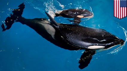 With last calf born, SeaWorld’s orca whale captive breeding is history