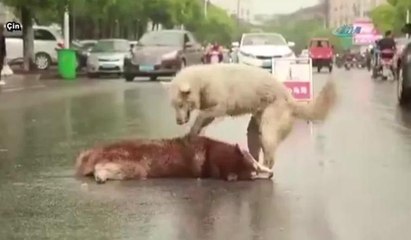 Yolda ölen arkadaşını uyandırmaya çalıştı