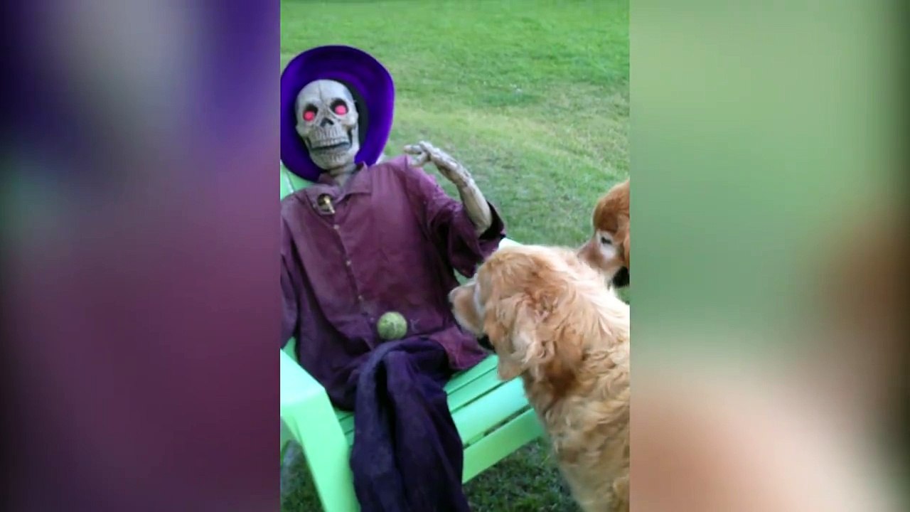 Une compilation de chien qui vont chercher tout et n'importe quoi... ahha