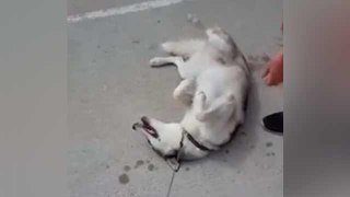 The tantrum of a husky dog who does not want to leave the park
