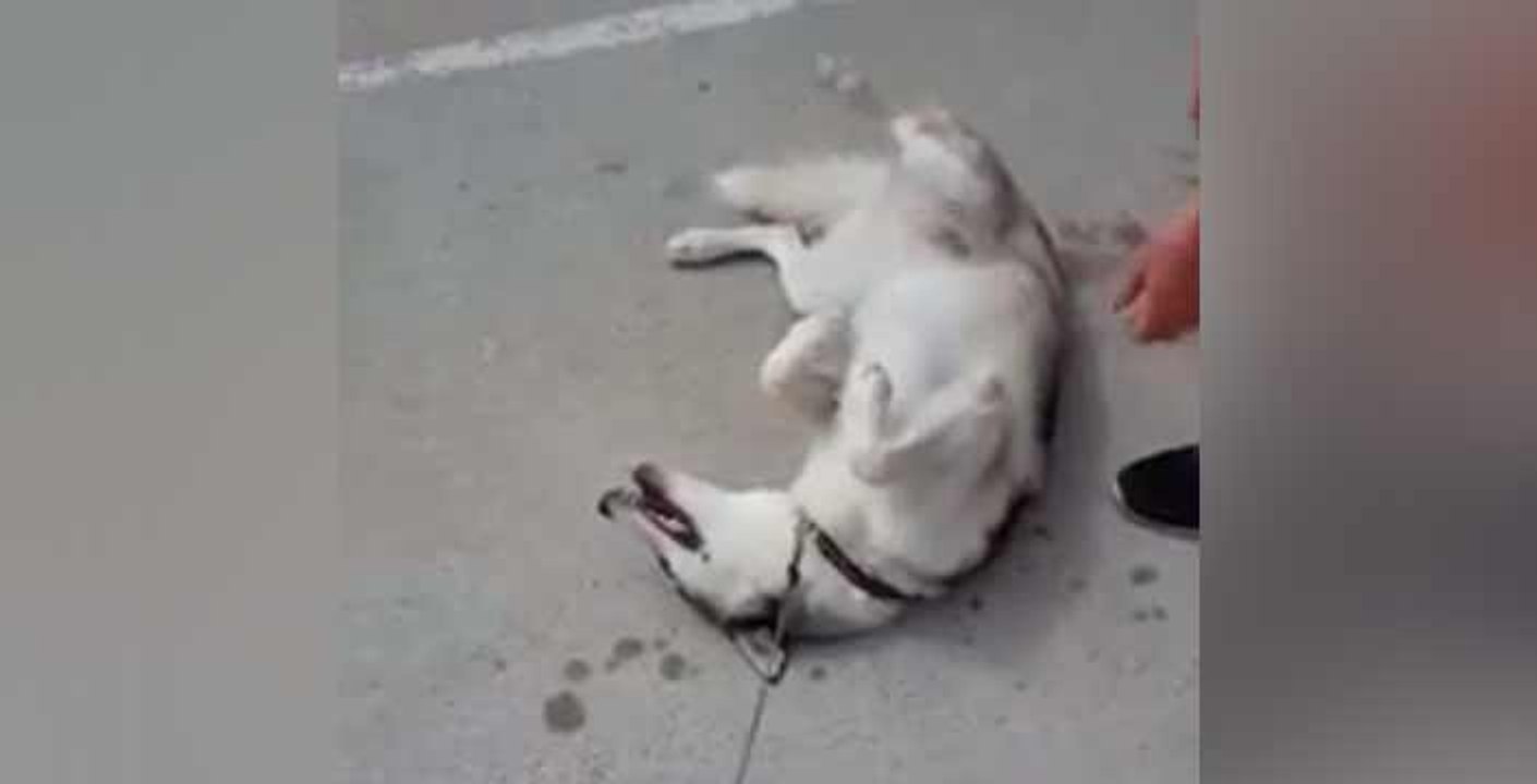 The tantrum of a husky dog who does not want to leave the park