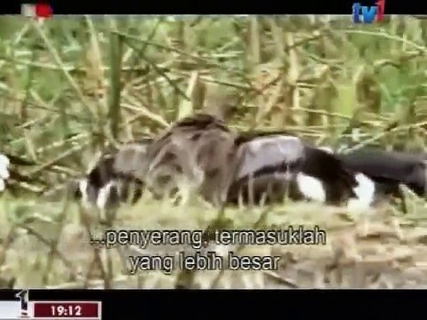 National Geographic Crocs Of Katuma (Nature Documentary)