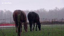 Horses get scared by thunder while grazing in field