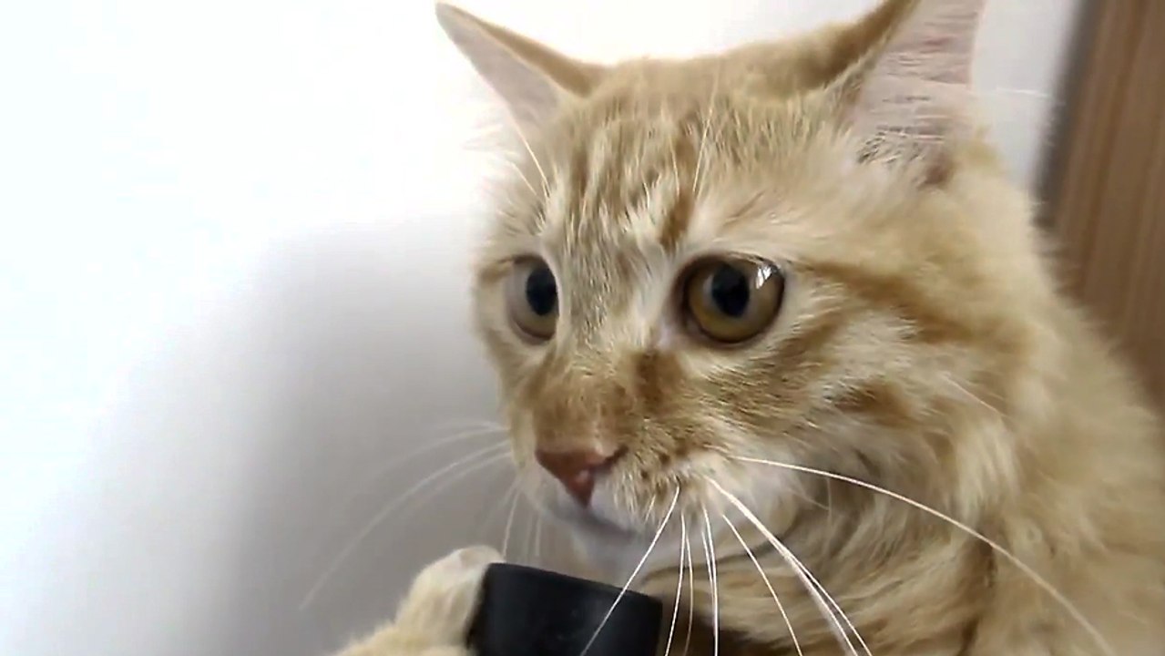 Un chat russe qui aime les aspirateurs